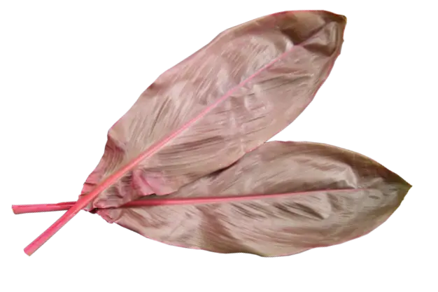 Red Hula Ti Leaves, Cordyline fruticosa Red, Red Ti Plant,