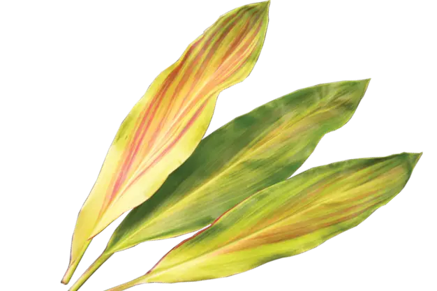 Cordyline fruticosa Tricolor