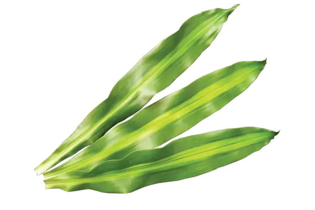 Dracaena fragrans massangeana