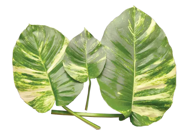 Epipremnum aureum pothos, golden pothos, Ceylon creeper