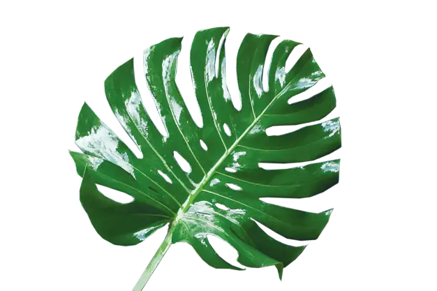 Monstera Deliciosa