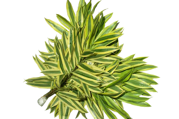 Song of India, Dracaena reflexa