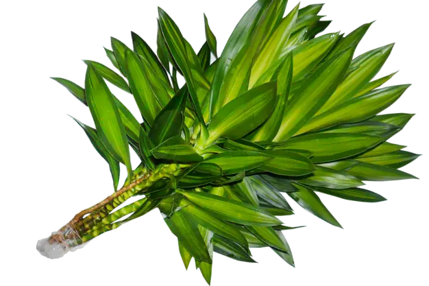 Dracaena reflexa, Song of Jamaica