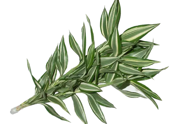 Dracaena Sanderiana Victory