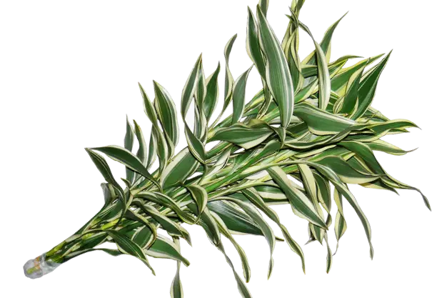 Dracaena Sanderiana White