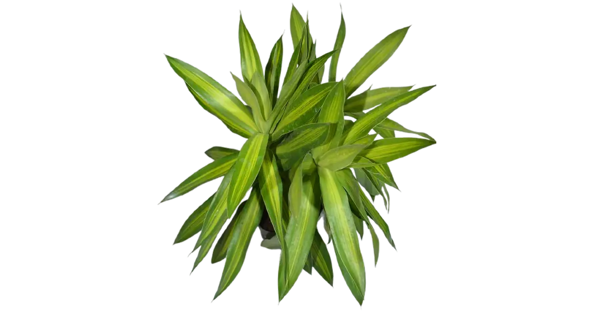 Dracaena reflexa Song of Jamaica