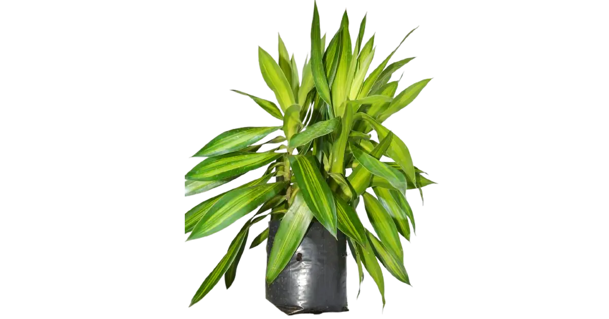 Dracaena reflexa Song of Jamaica