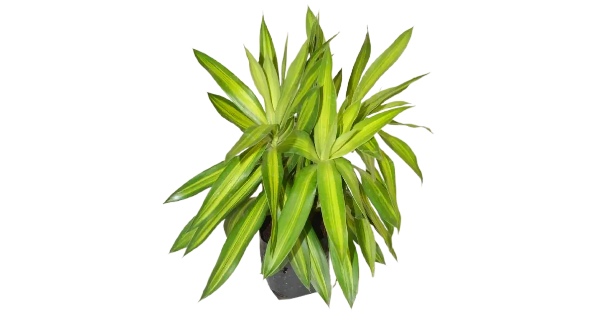 Dracaena reflexa Song of Jamaica