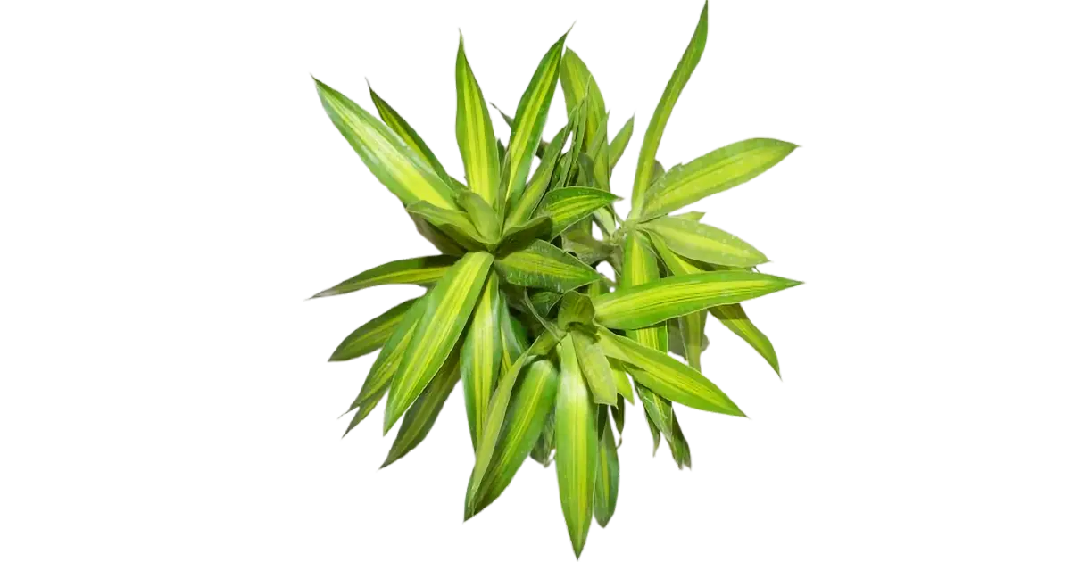Dracaena reflexa Song of Jamaica