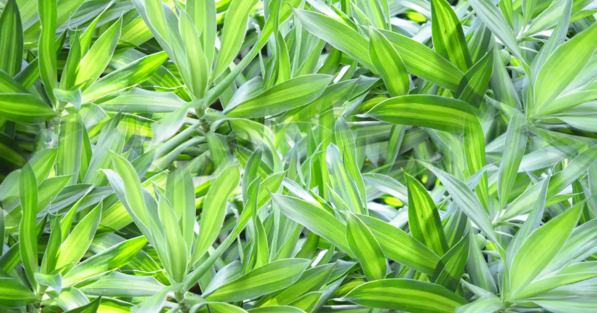 Dracaena reflexa Song of Jamaica